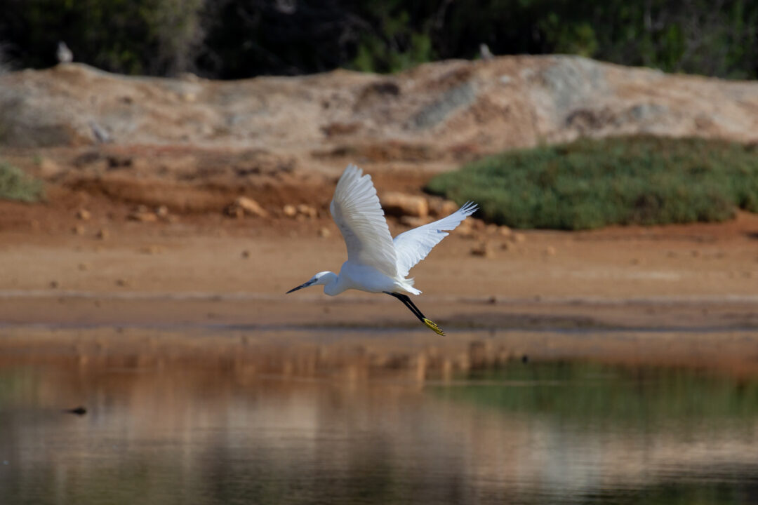 Little egret Ghadira Nature Reserve
