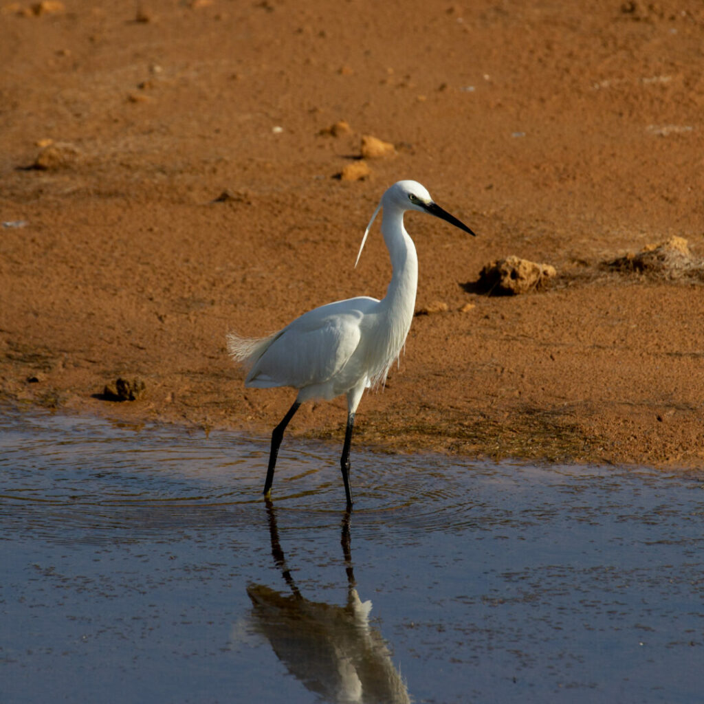 Little egret Ghadira Nature Reserve
