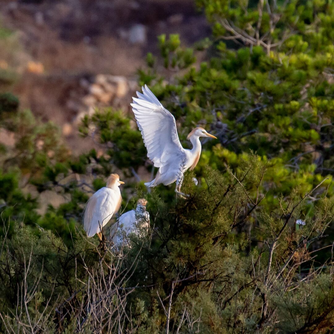 Cattle Egrets Għadira