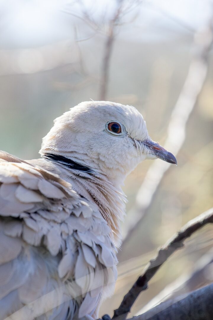 Eurasian-collared-dove_AntoineMonnier
