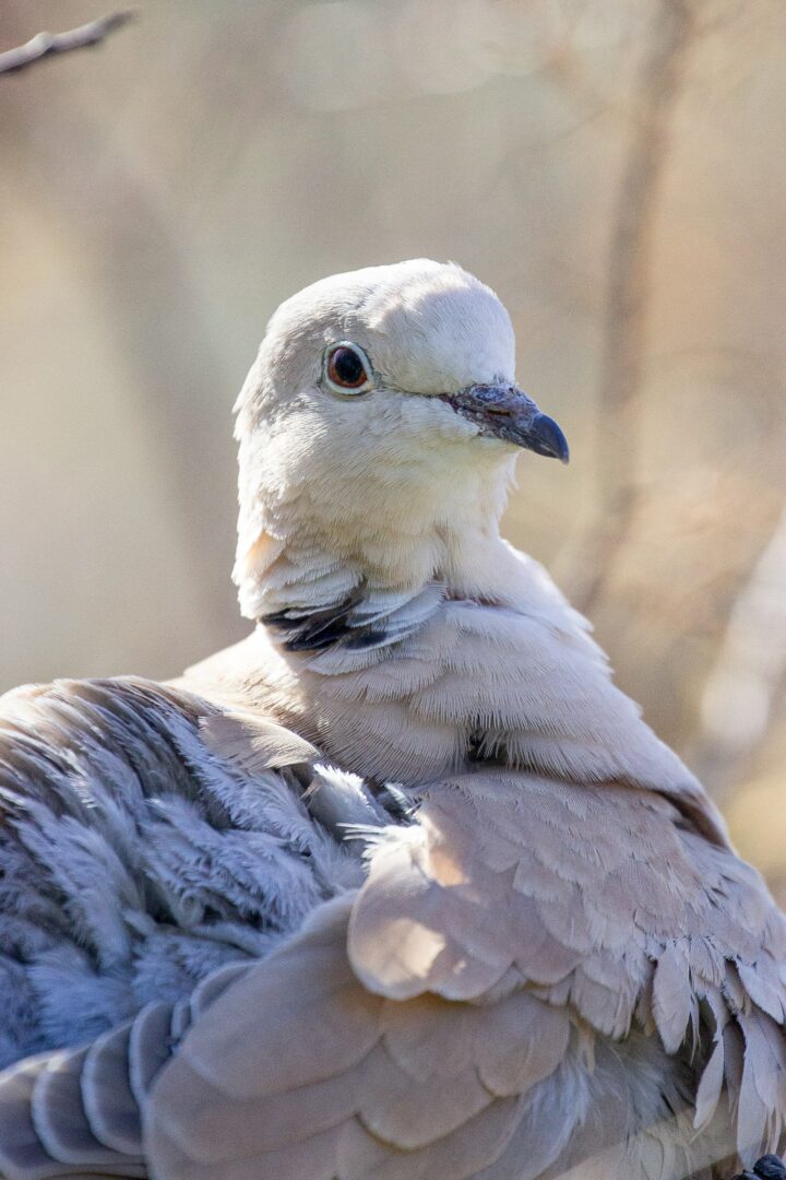 Eurasian-collared-dove_AntoineMonnier