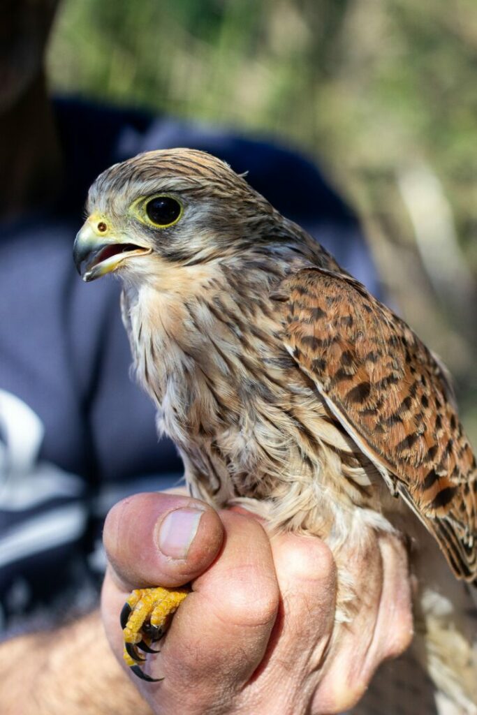 Common_Kestrel_AntoineMonnier